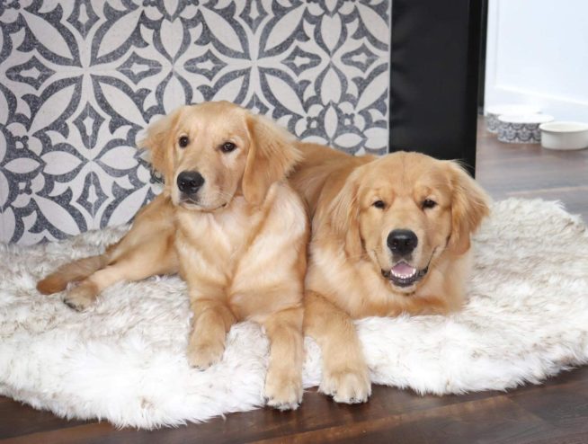 Pet Odor & Stain Removal Company
