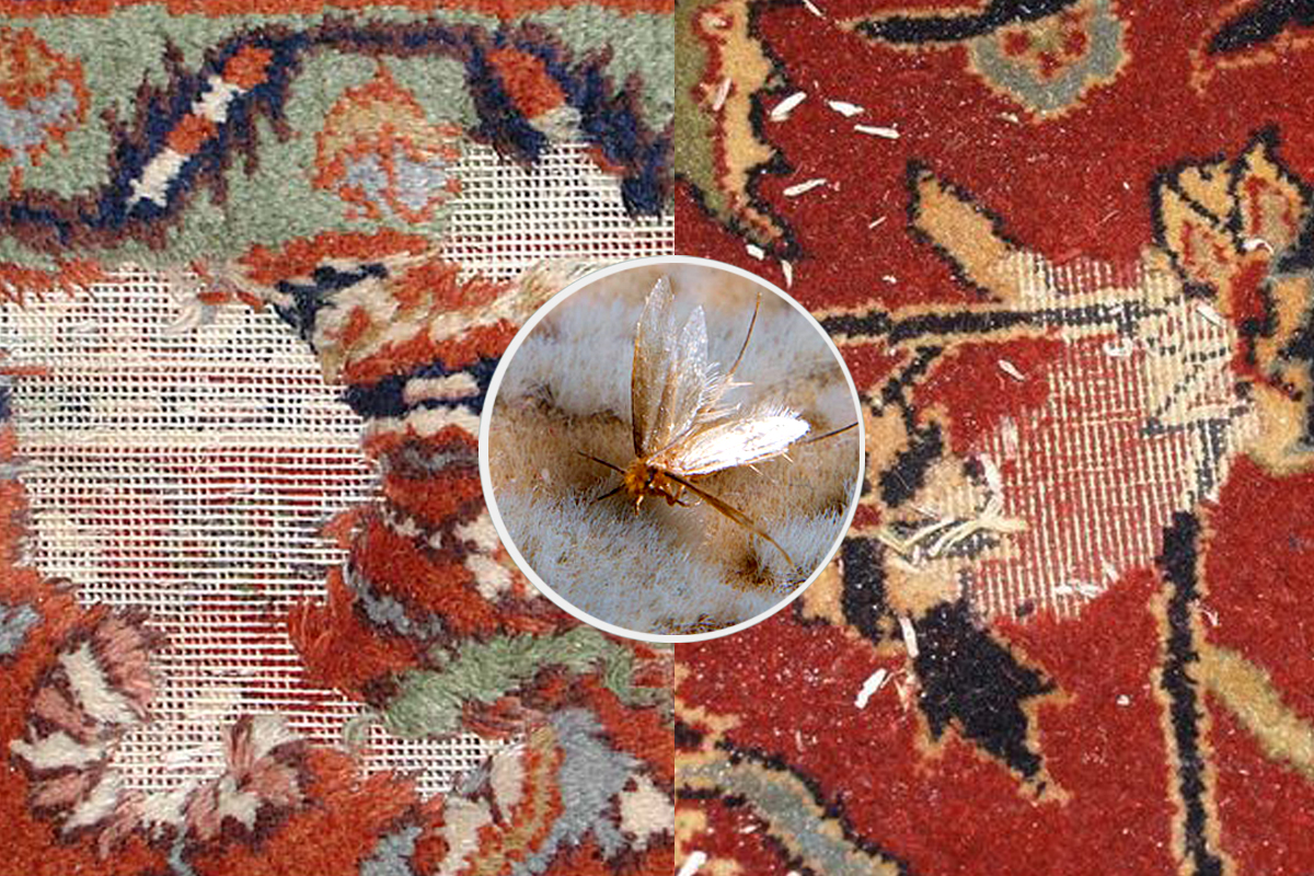 Moth Damage Modern Rug Cleaning