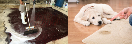 Pet Odor and Stain Removal Service