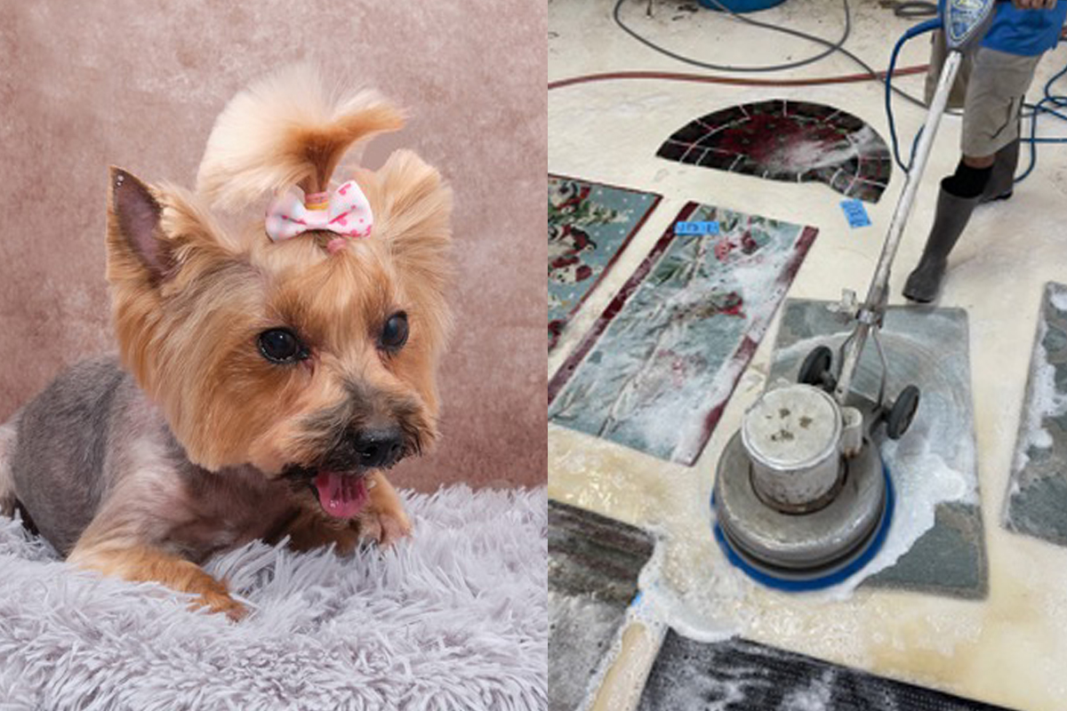 Pet Odor and Stain Removal Service